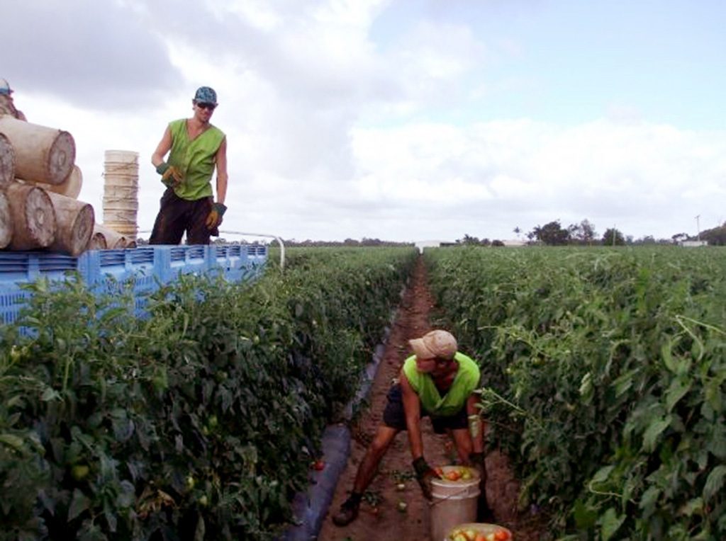 Willing Workers fruit and vegetable harvesting | Australia's largest and most experienced agribusiness labour hire and recruitment company